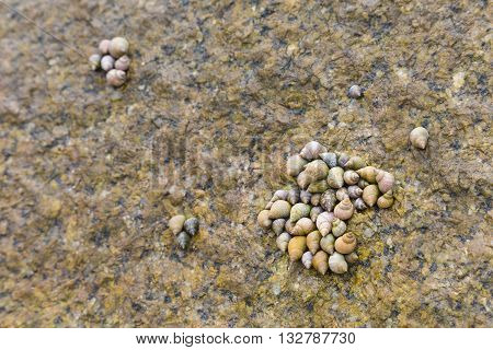 Sea Shells, La Digue, Seychelles