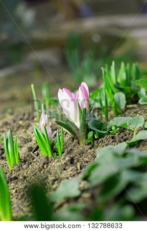 Snowdrop Flowers Blooming In Winter