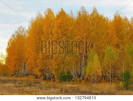 Birch grove in autumn. Russia. Nizhny Novgorod Region