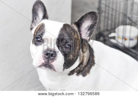 a French bulldog on the floor in blur background