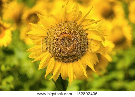 Wedding rings lie on a sunflower in summer sunny day.