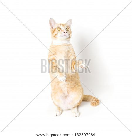 little Cat White and Orange on white background