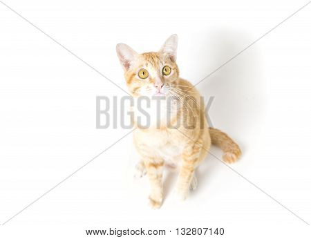 little Cat White and Orange on white background