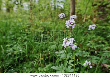 Violet Saponaria Flowering Plants At Forest. Grass Soap. Soapworts Flower