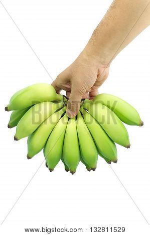 Pisang Awak banana Kluai Nam Wa. Green cultivate banana on isolate white background. Hand grabbing bananas.
