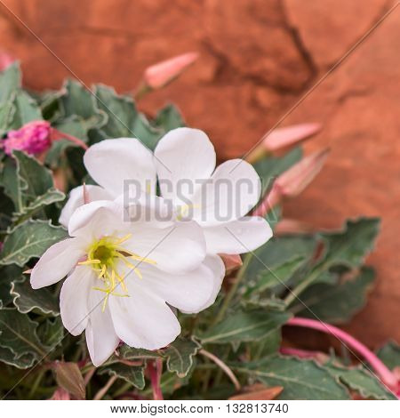 Blooming Dwarf Evening-primrose (Oenothera caespitosa) wildflowers, at Arches National Park, near Moab, Utah.