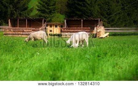 Little lambs grazing on a beautiful green meadow with dandelion