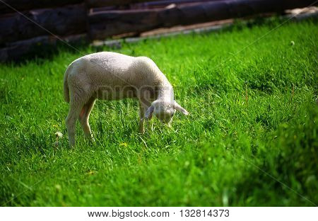 Little lambs grazing on a beautiful green meadow with dandelion
