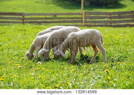 Little lambs grazing on a beautiful green meadow with dandelion