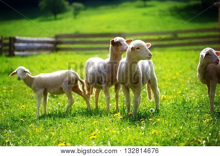 Little lambs grazing on a beautiful green meadow with dandelion