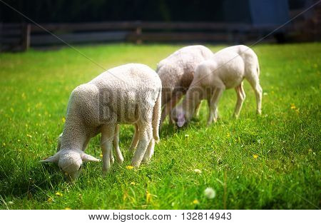 Little lambs grazing on a beautiful green meadow with dandelion