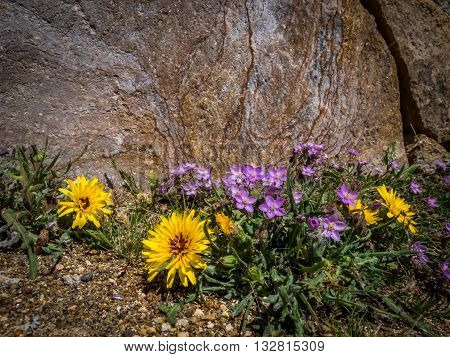Asteraceae sow thistle flowers growing by the rock in Canary Islands