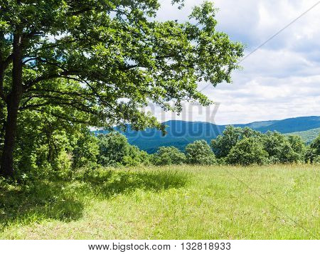Green Meadow In Bulgarian Strandzha Mountain