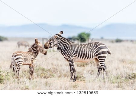 A mountain zebra mare Equus zebra zebra with foal near Cradock in South Africa