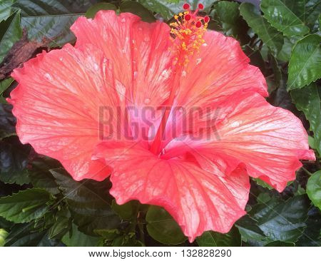 salmon colored hibiscus on a bright early summer day