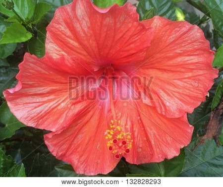 Variegated salmon colored hibiscus in full bloom