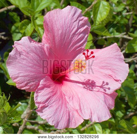 Pink hibiscus in full bloom on a bright early summer day