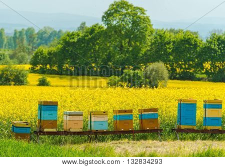 Colorful Wooden Apiaries and the Rapeseed Fields in Malopolska Region Poland Europe.