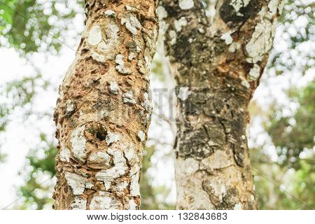 Rough texture of old trunk in the jungle with selective focus
