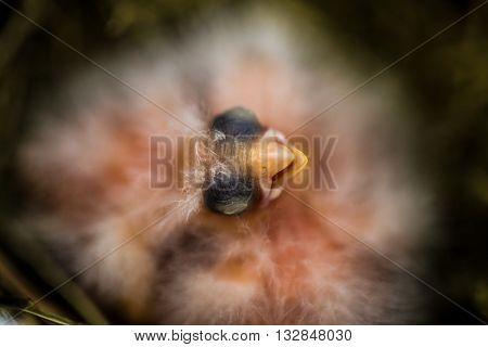 closeup of a Canary hatched Chicks in the nest just hatched chick