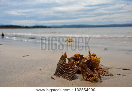 Seaweed on the beach in Batemans Bay, NSW Australia