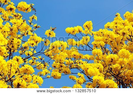 Yellow Tabebuia Flower Blossom
