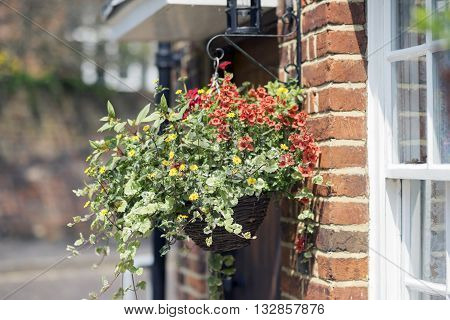 Spring flowers in a Hanging basket in Farnham, Surrey.