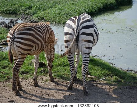 Two Zebras feeding on the grass. Zebra spectacular nature has created. a somewhat abstract pattern.