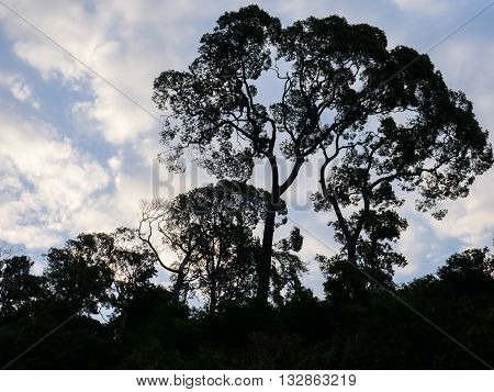 Silhouettes of trees. Visible light image in the tree shadows. The background sky
