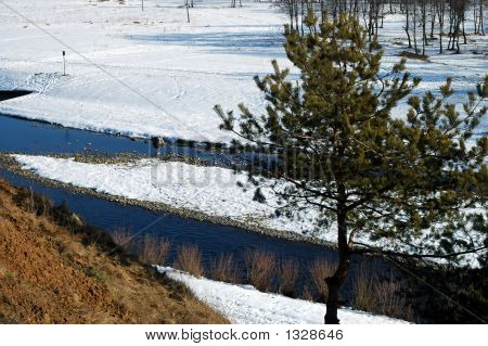 Albero