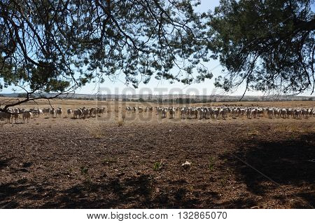 Flock of sheeps are on the field