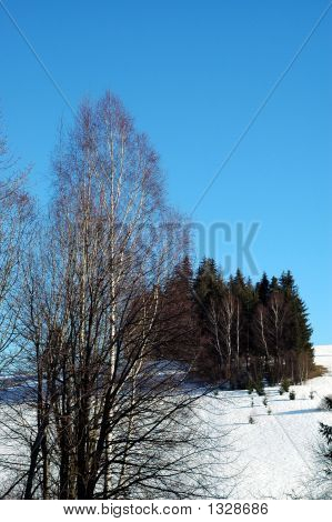 Foresta