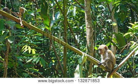 Wild Mokeys