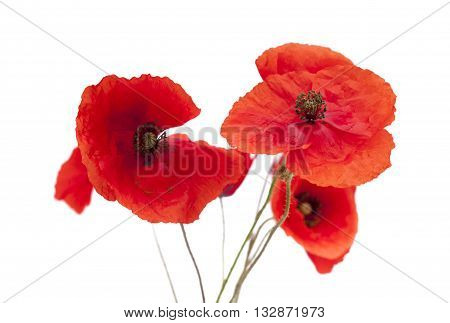 Red Poppy Flowers