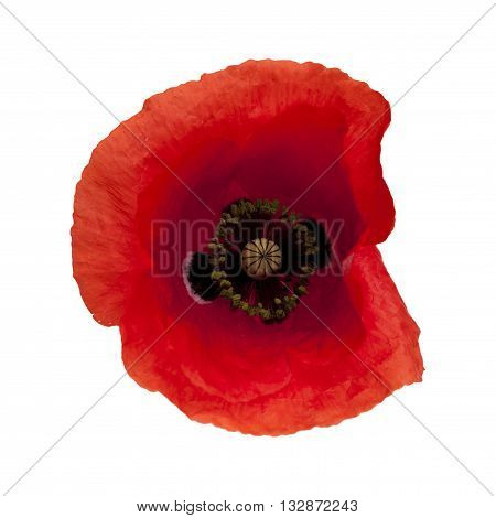 Red Poppy Isolated