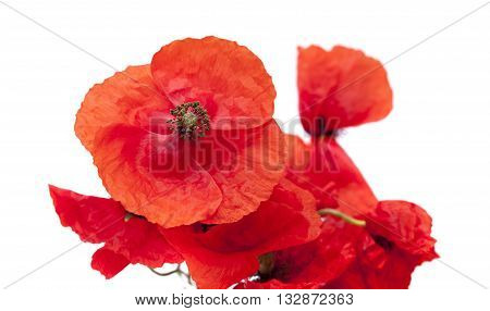 Red Poppy Isolated