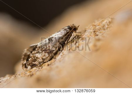 Cork moth (Nemapogon cloacella). A small moth associated with bracket fungi in the family Tineidae