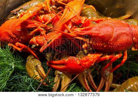 Crayfish on a white background. Crayfish isolated on white