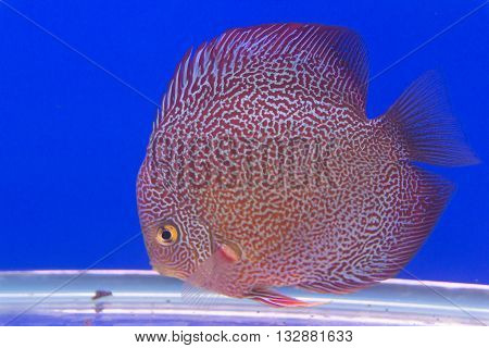 Pompadour Fish close up on blue background
