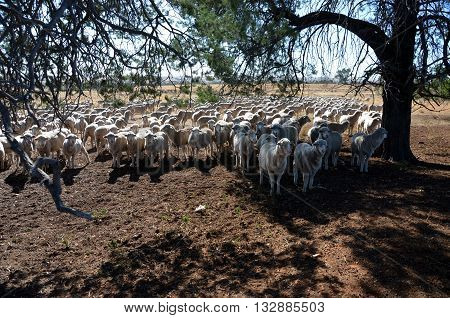 Flock of sheeps are very curious on the field