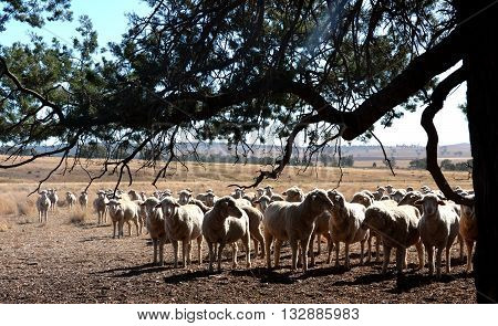 Flock of sheeps are very curious on the field
