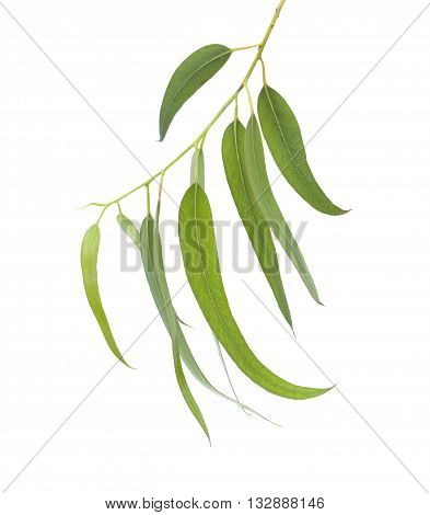 Fresh Eucalyptus Leaves