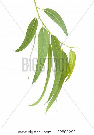 Fresh Eucalyptus Leaves