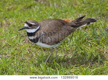 Killdeer that looks like it is showing off its feathers