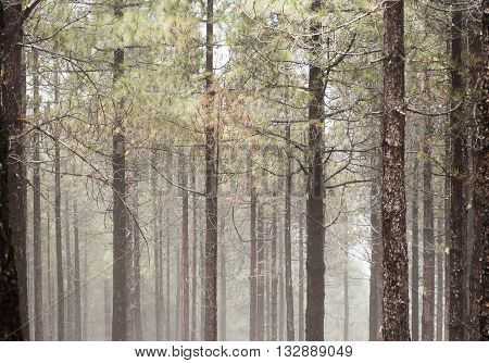 Natural Background Of Canarian Pine Tree Trunks