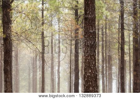 Natural Background Of Canarian Pine Tree Trunks