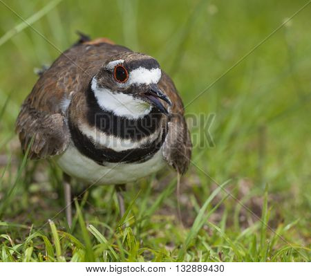 Killdeer that is concerned because things are close to its nest