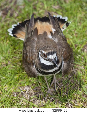 Killdeer puffing its feathers because something is close to its nest
