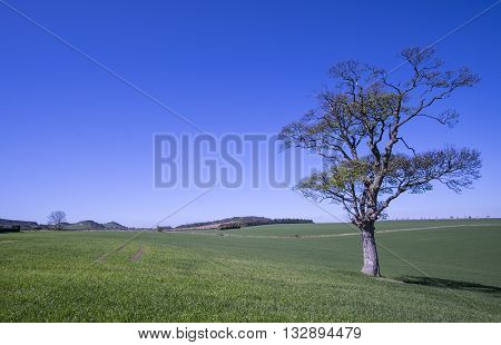 Lone tree in beautiful countryside landscape in East Lothain Scotland