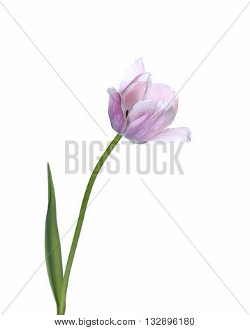 One pink tulip isolated on white background
